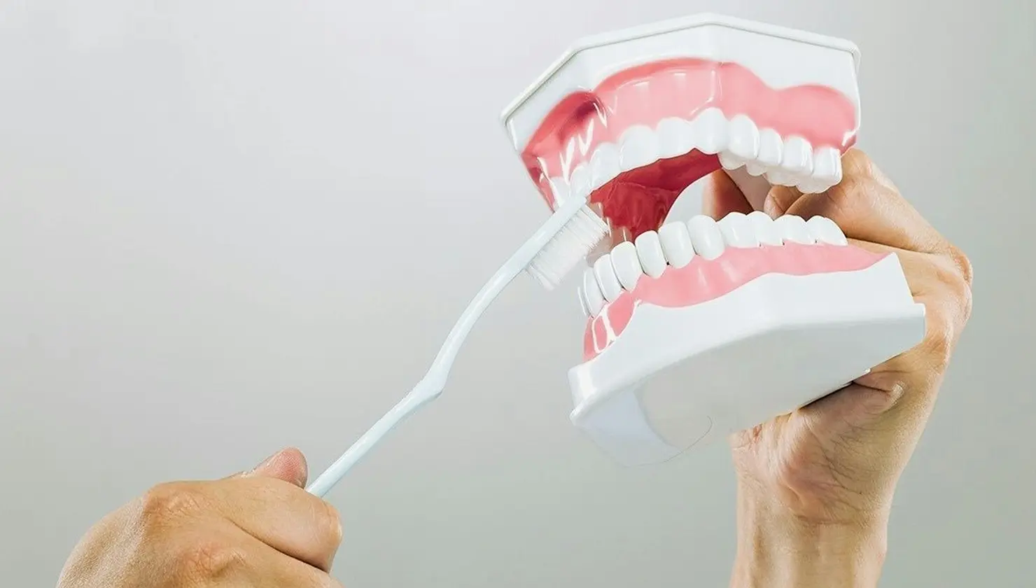 Mans d’un dentista sostenint un motlle de dents i explicant la tècnica correcta de raspallat