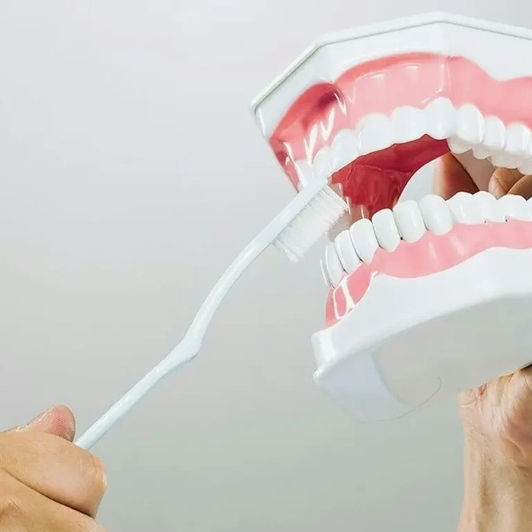 Mans d’un dentista sostenint un motlle de dents i explicant la tècnica correcta de raspallat