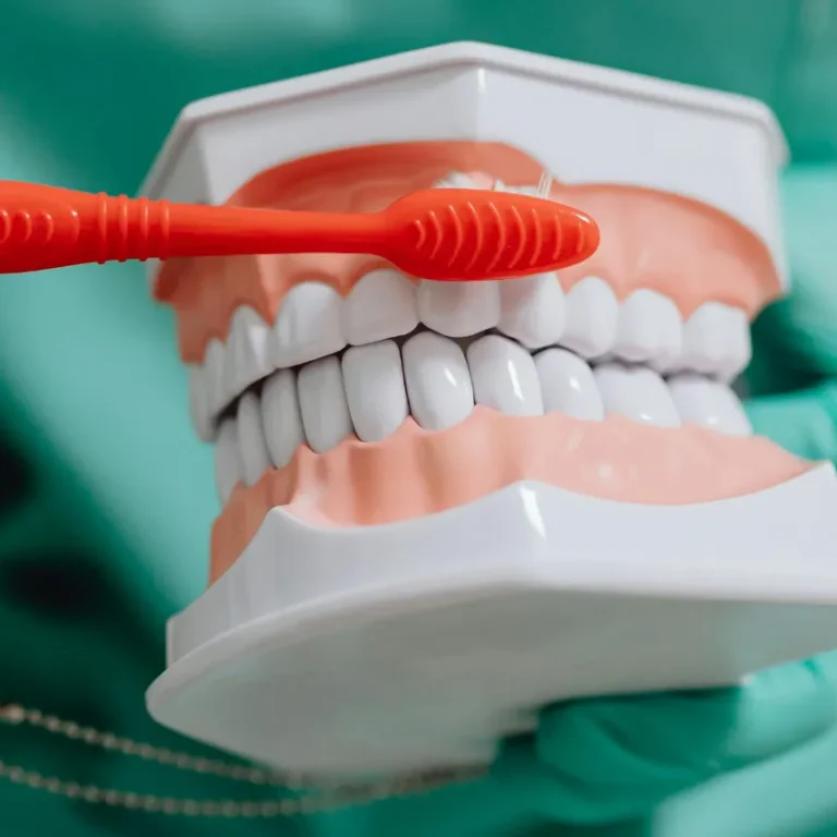 Professional dental mostrant la tècnica correcta de raspallat sobre una maqueta de dents amb un raspall de color vermell.